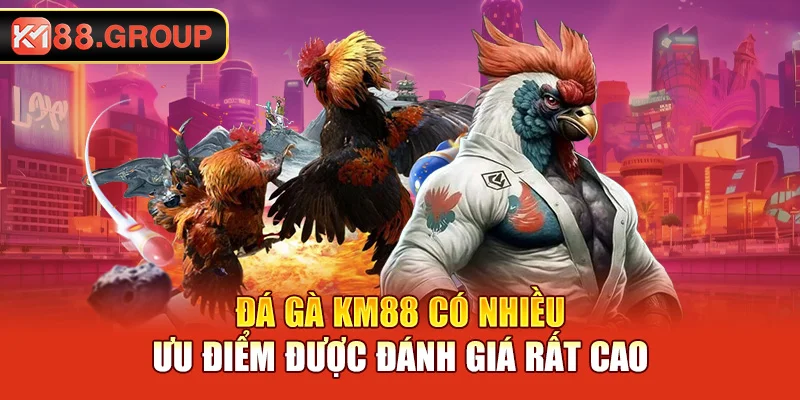 Đá gà KM88 có nhiều ưu điểm được đánh giá rất cao