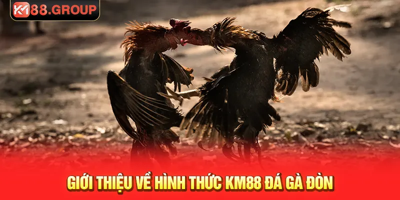 Giới thiệu về hình thức KM88 đá gà đòn
